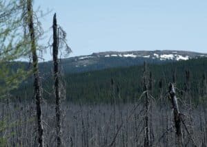 Image of a previously burned fir forest with a lush green mountain summit in the background, taken en route to Labrador City, Québec