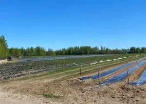 A vast crop field near Baie-Comeau, under a clear sky, explored during the task search for 'Race Across the World 3' participants.